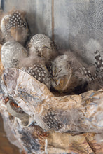 Load image into Gallery viewer, The Nest

